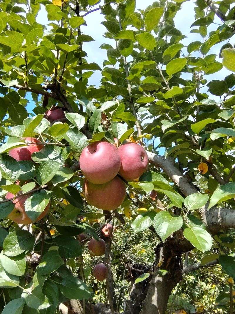 Hillside Orchard Farms: A Lakemont Detour
