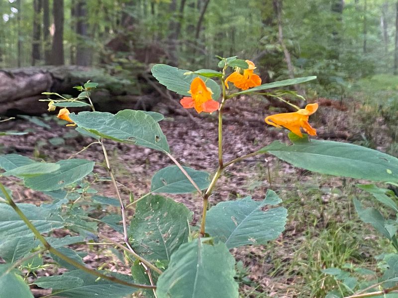 Tiny Flowers and Ferns Reward Slow Walkers