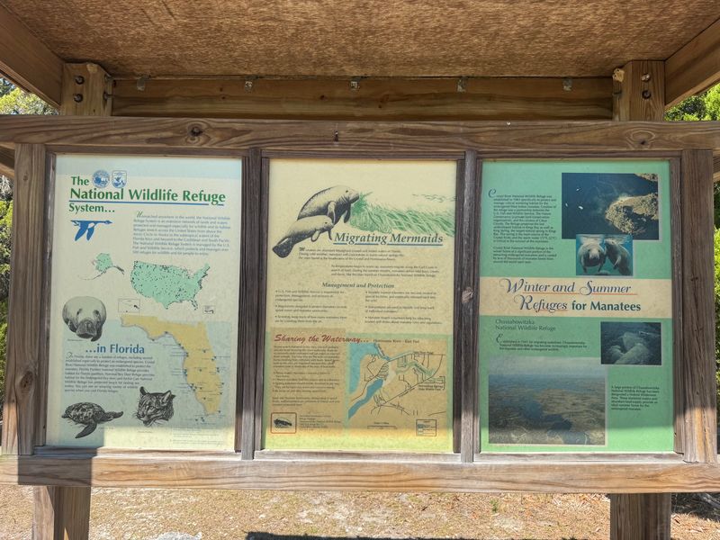 Wildlife Beyond the Manatees
