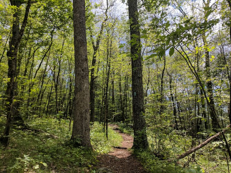 Whispers of the Wild: Finding Your Sanctuary in the Woods