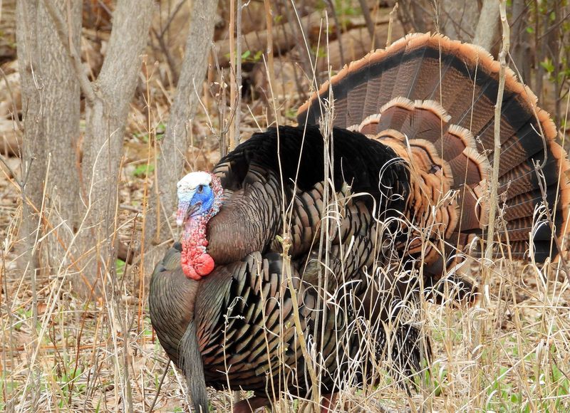 Meet The Resident Animal Ambassadors