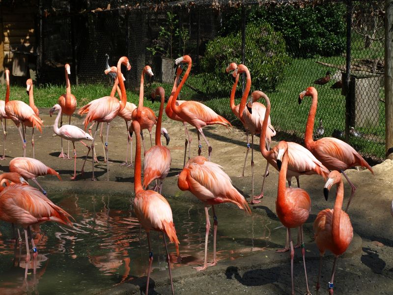 Flamingos Add A Splash Of Pink Drama