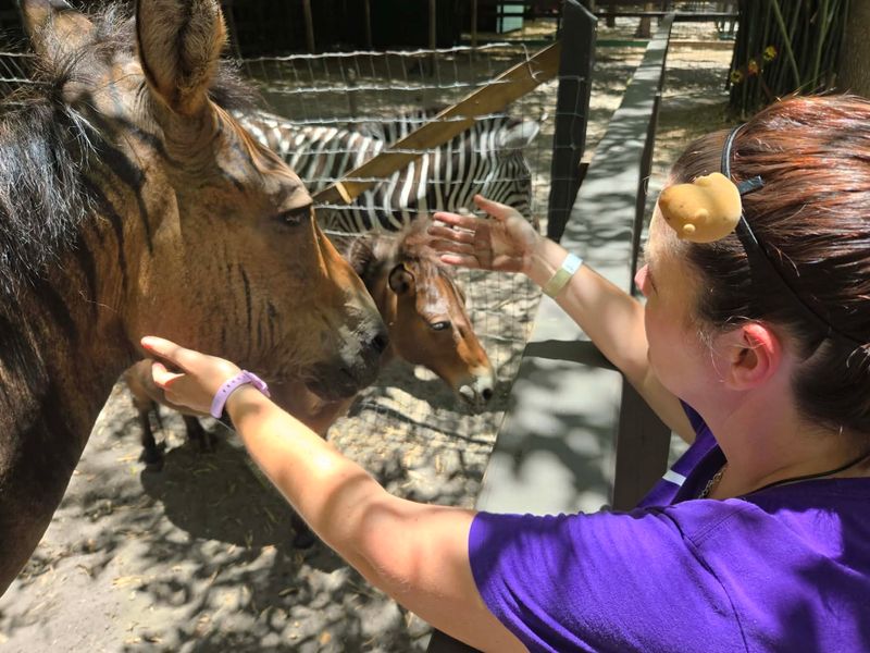 HorsePower for Kids & Animal Sanctuary - Tampa