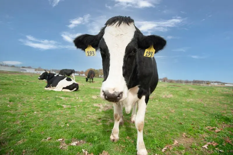 The Cows Have a Part to Play