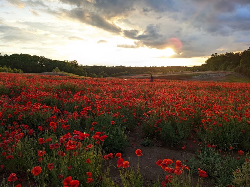 Dogwood Farms - Belews Creek