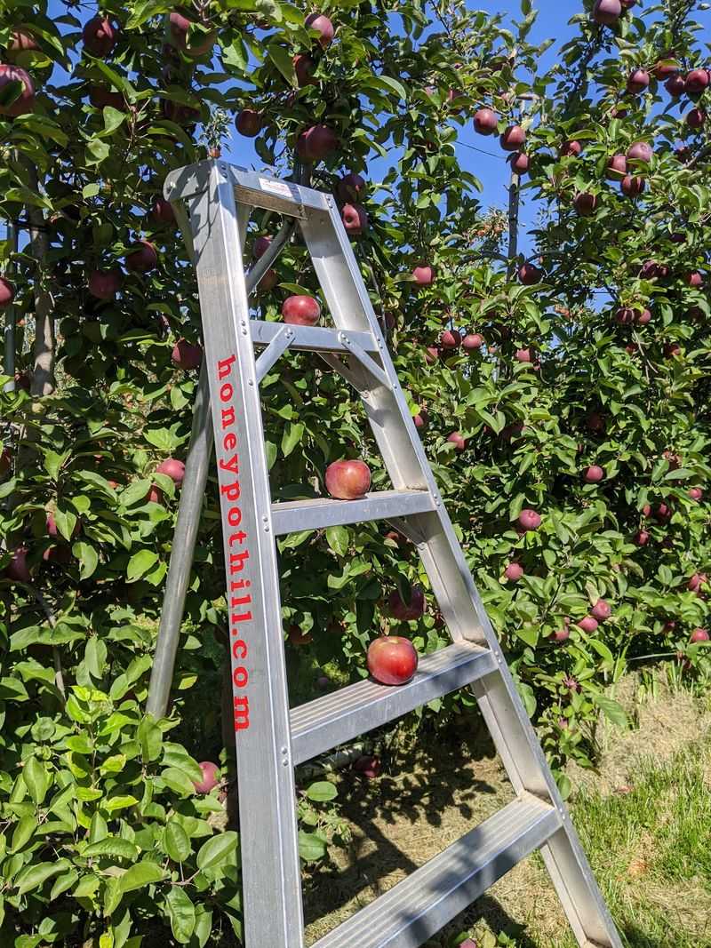 Apple Picking With Room to Wander