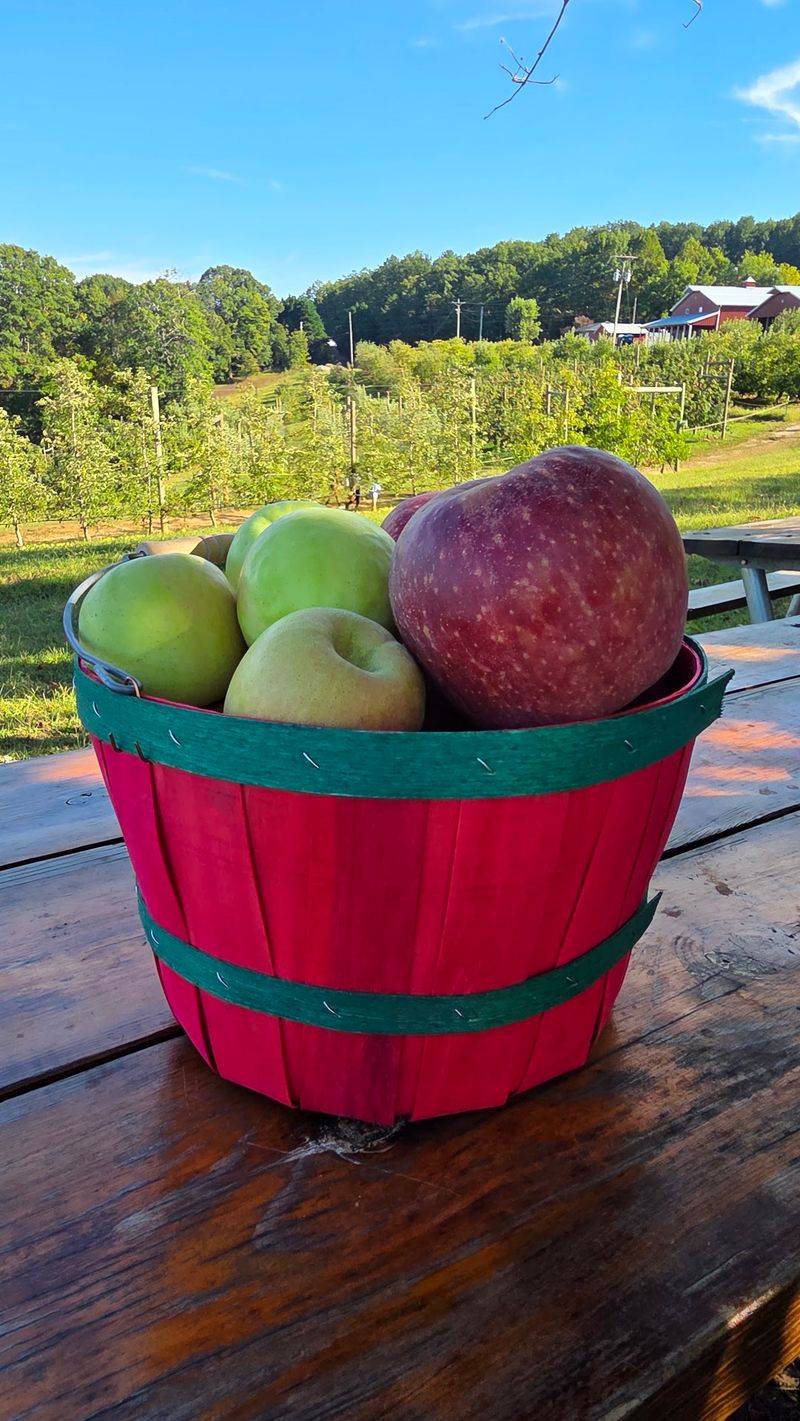 Apple Hill Orchard & Cider Mill - Morganton