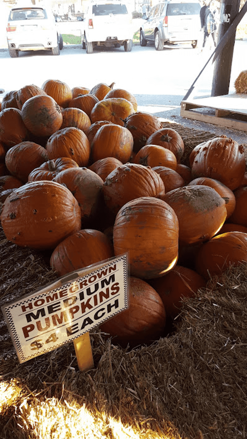 Pumpkins Waiting Beyond the Orchard
