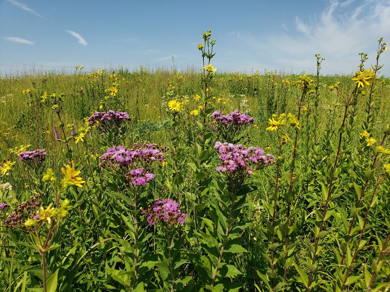 Wildflowers And Native Prairie Plants