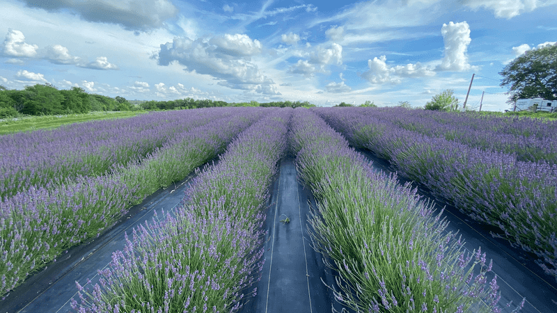 PepperHarrow Farm - Winterset