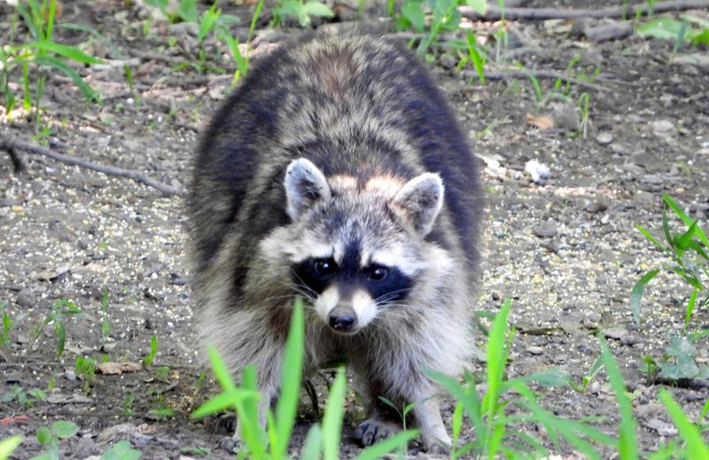 The Wildlife Outside The Fence Is Just As Interesting