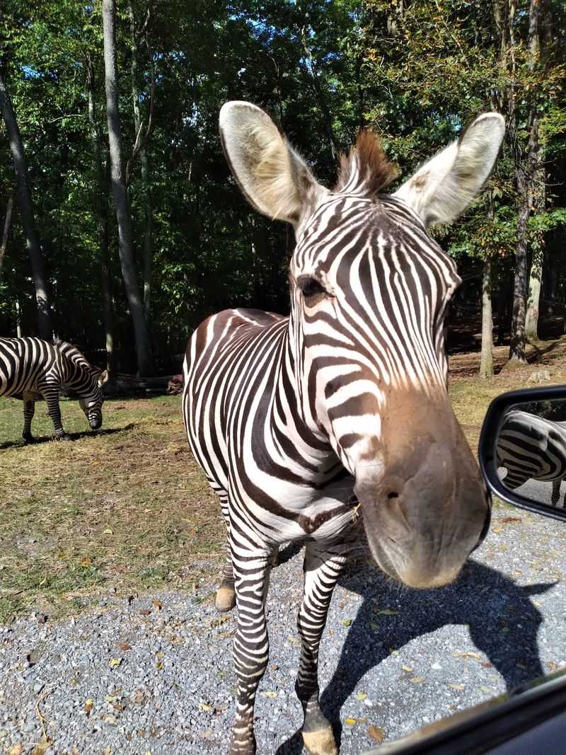 Zebra Stripes Worth a Second Look