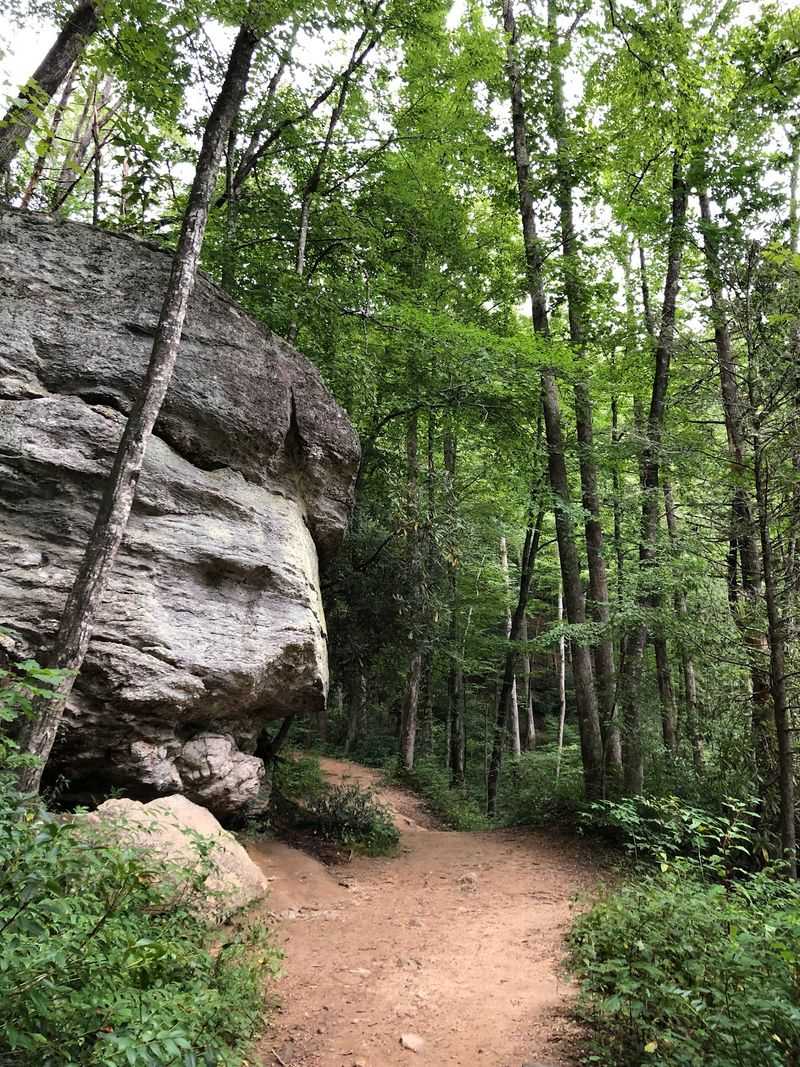 Follow the Creek Through a Fern-Filled Forest