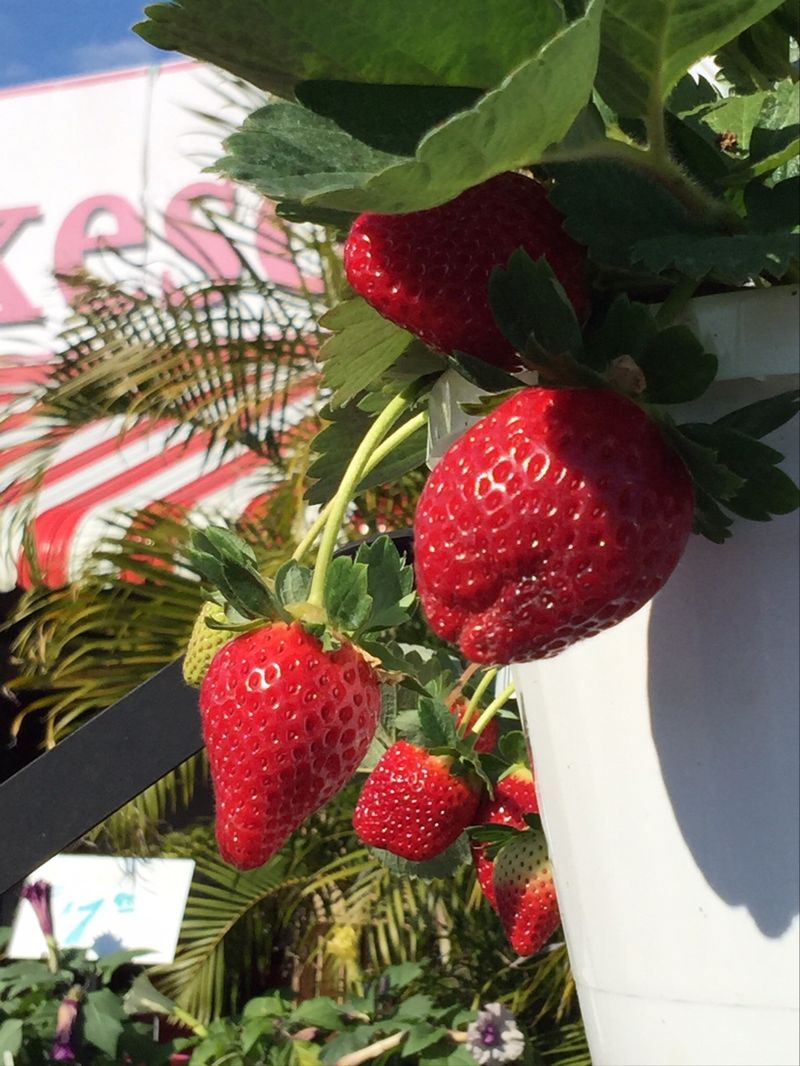 Fresh Strawberries Are The Main Attraction