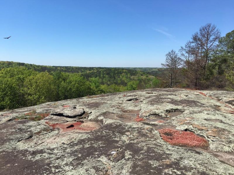 Rare Plants Survive on the Bare Rock