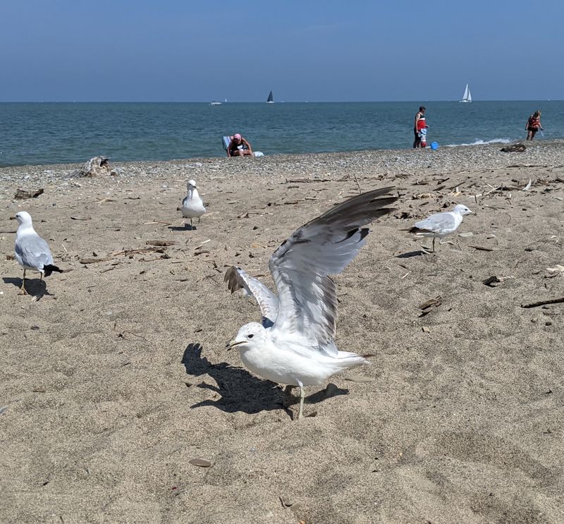 The Shoreline Is A Surprisingly Good Place For Birdwatching