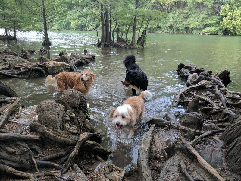 Red Bud Isle - Austin