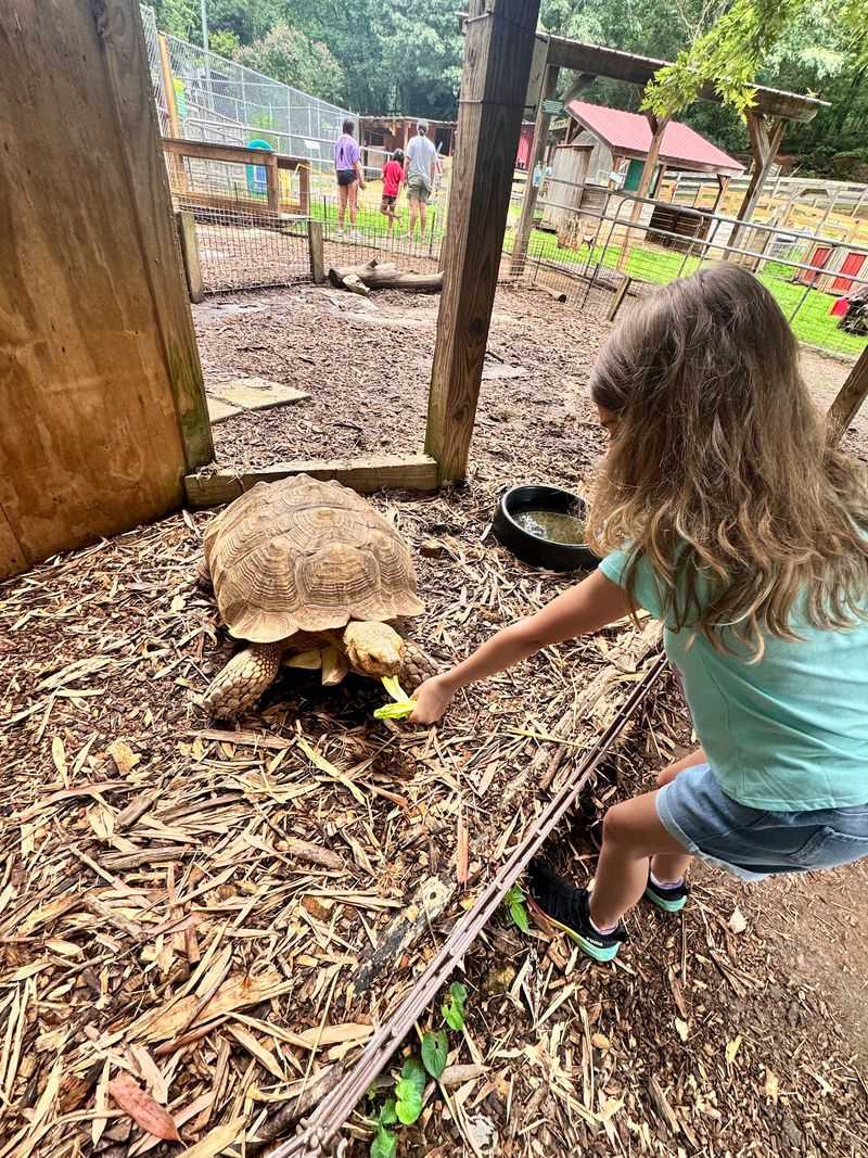 Tiny Hooves in Cleveland: North Georgia Wildlife Park and Safari
