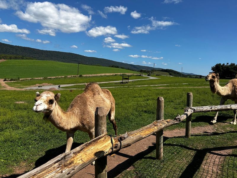 Green Horse Farm Animal Park & Petting Zoo - Dornsife