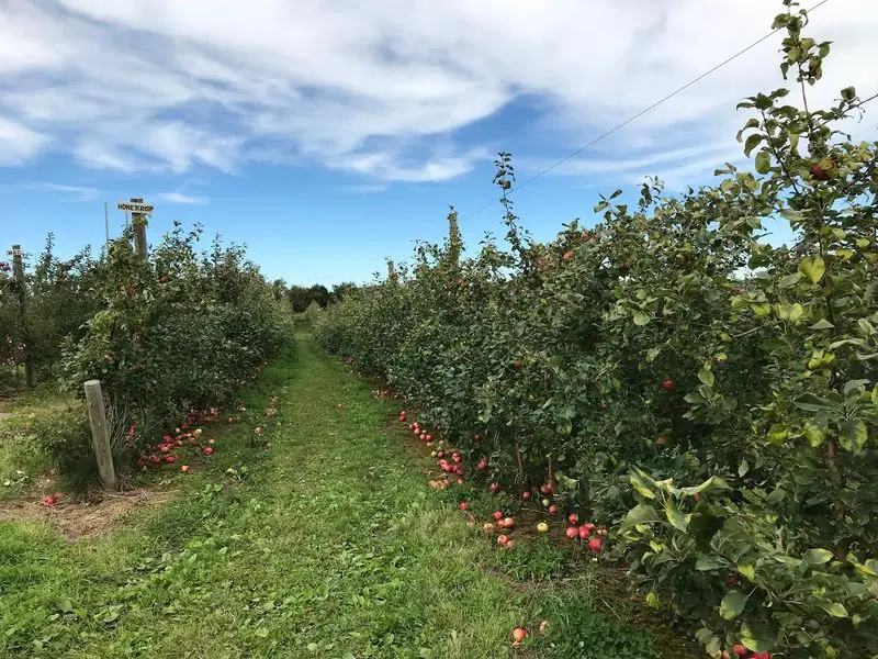 Apex Orchards - Shelburne