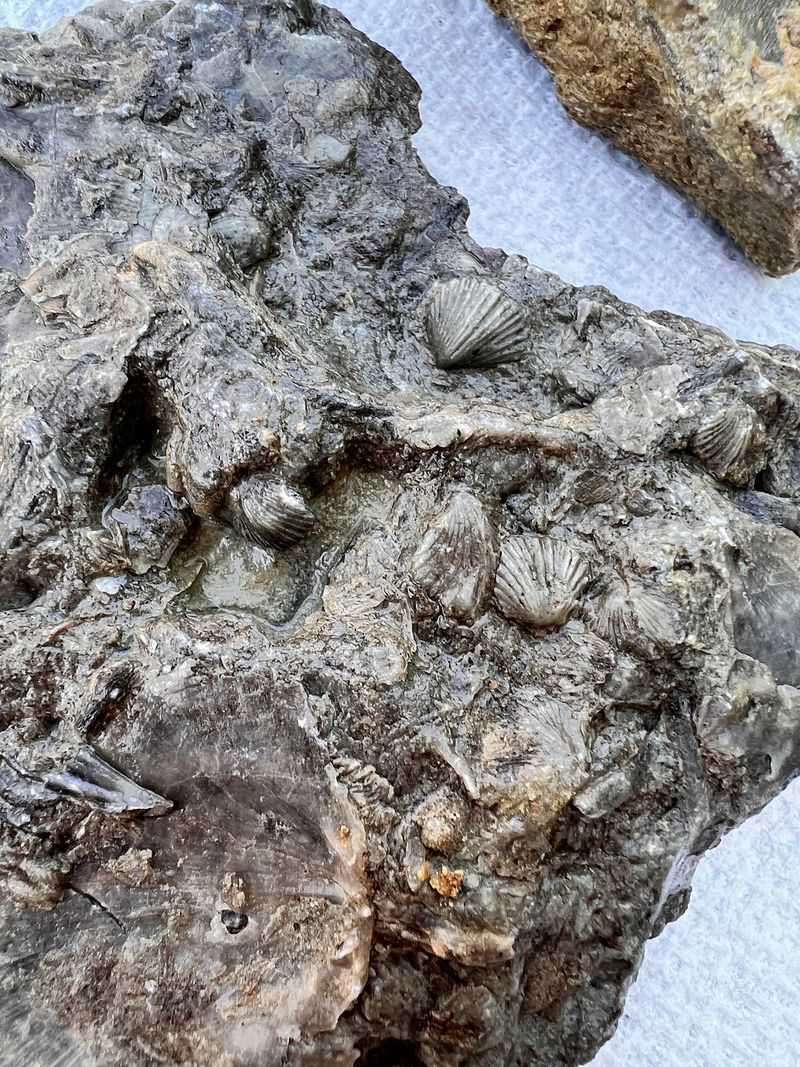 Keep Your Eyes Open for Trilobites and Other Ancient Sea Life