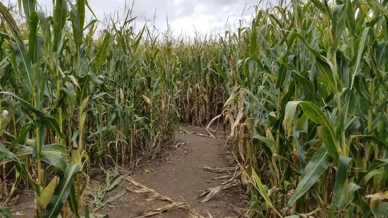 The 8-Acre Corn Maze Is the Main Attraction