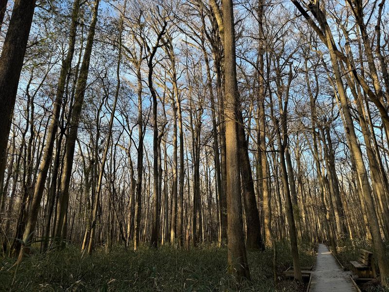 The Boardwalk Is the Easiest Way to Enter the Old-Growth Forest