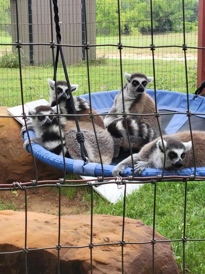 Center for Animal Research and Education (CARE) - Bridgeport