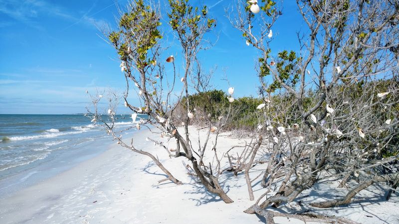 Caladesi Island State Park - Dunedin