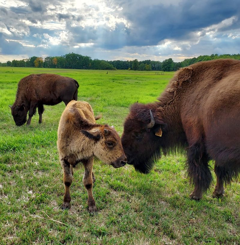 Back In Time Bison Ranch in Stevens Point, Portage County,
