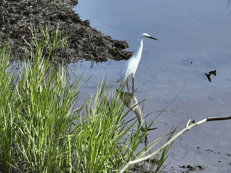 Birds Follow the Retreating Water