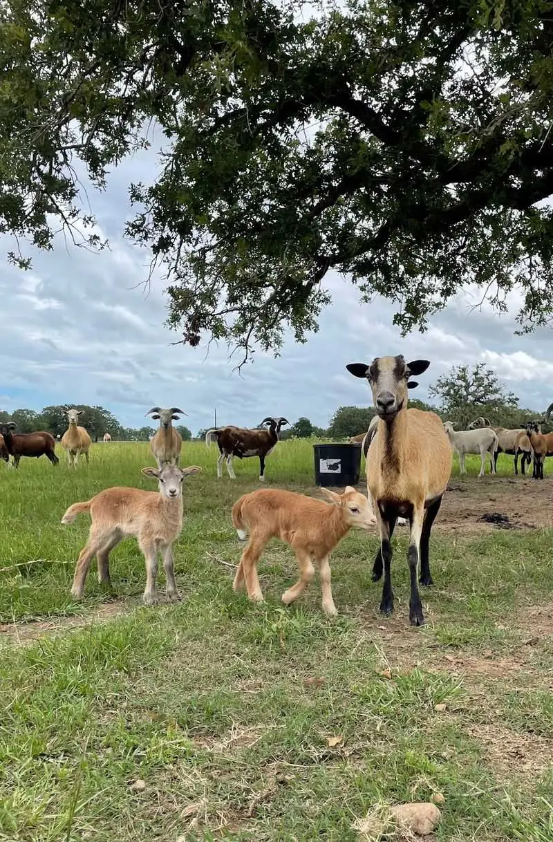 Sanctuary Serengeti in West Point, Fayette County