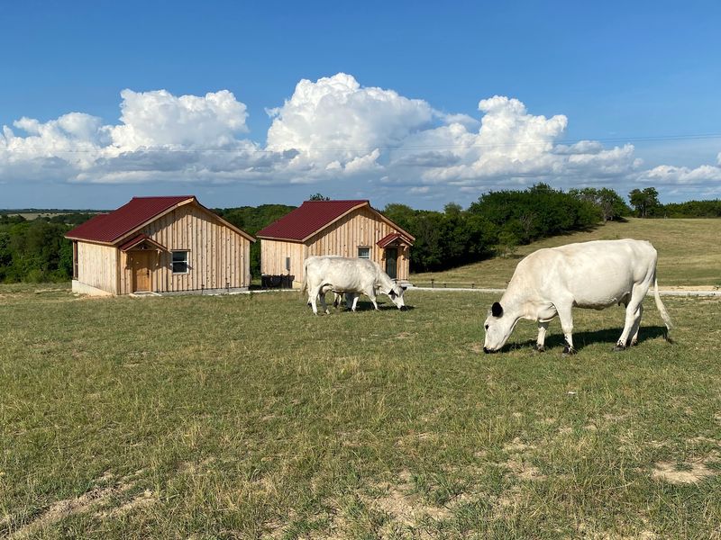 Blue Hills Ranch and Giraffe Sanctuary, McGregor, McLennan County