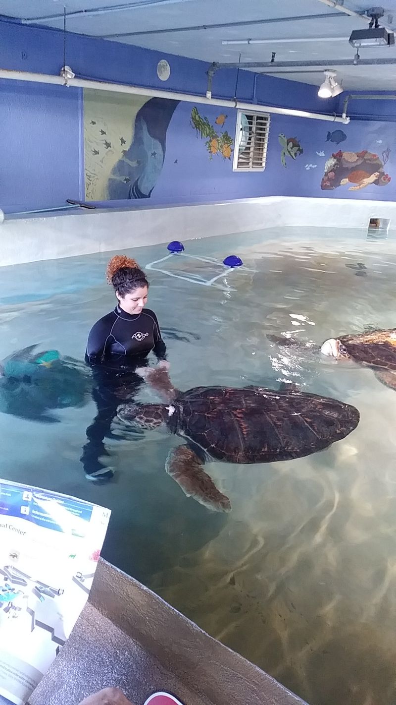 Sea Turtles With Survivor Stories