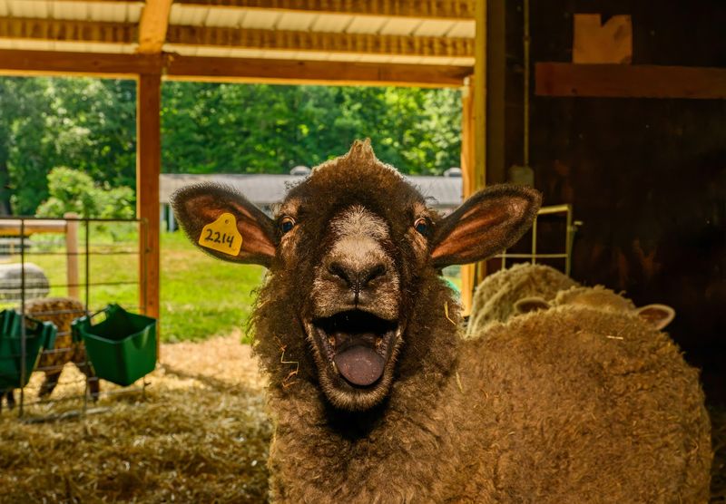 Drumlin Farm Wildlife Sanctuary, Lincoln, Middlesex County