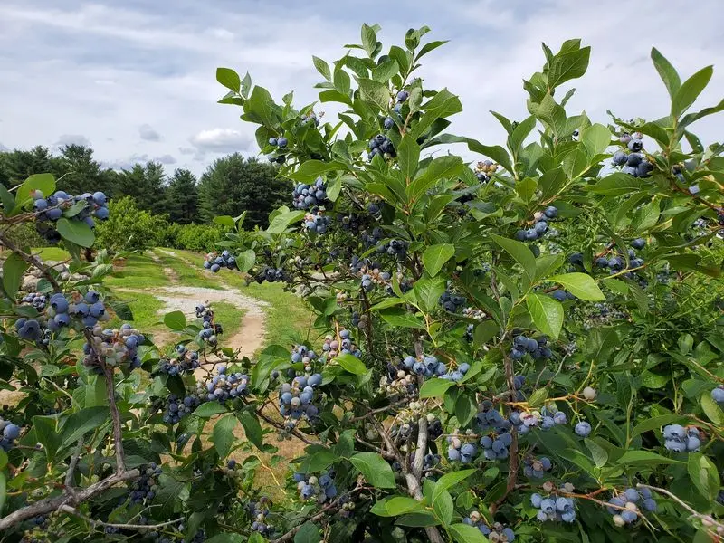 Red Apple Farm - Phillipston