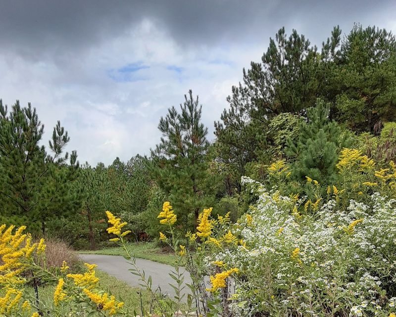 Fern Trail in Kings Mountain, Gaston County,