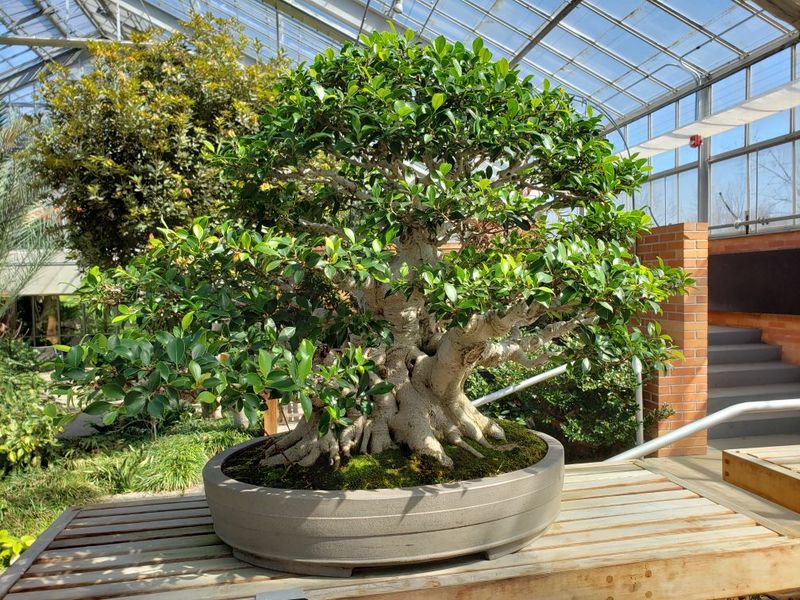 The Bonsai Collection Feels Like a Tiny Forest