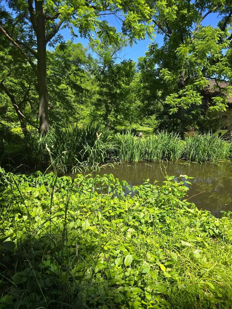 The Pond Scene Feels Like A Postcard