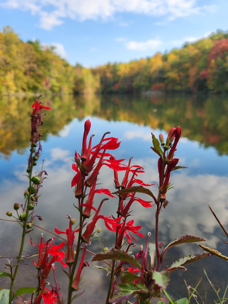 The Lake Brings a Softer Side to the Mountain