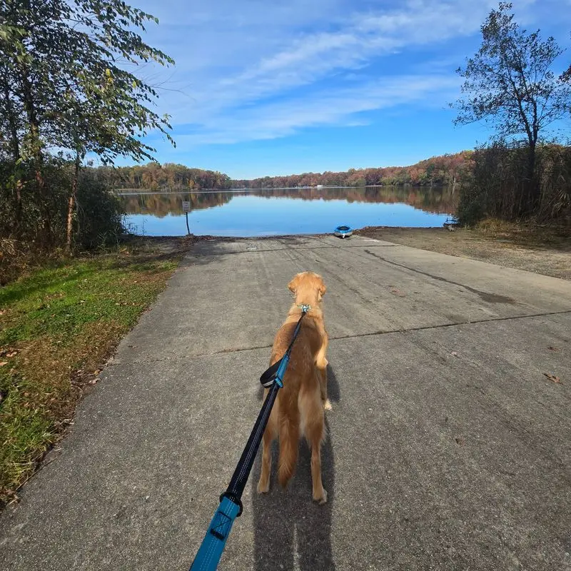 Lums Pond State Park - Bear