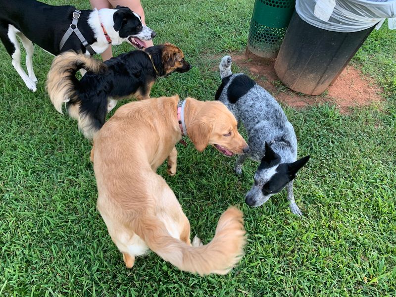 Fairbrook Optimist Dog Park in Hickory, Catawba County,