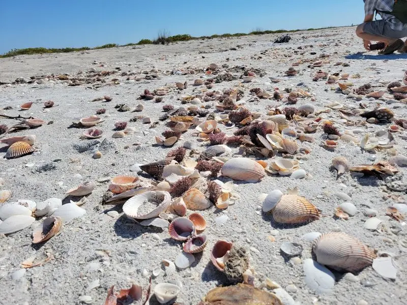 Cayo Costa State Park - Cayo Costa
