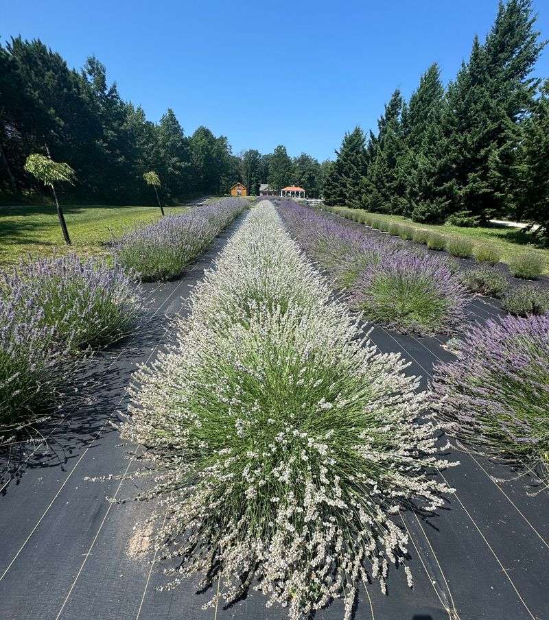 Cherry Hill Lavender Farm - Frankfort