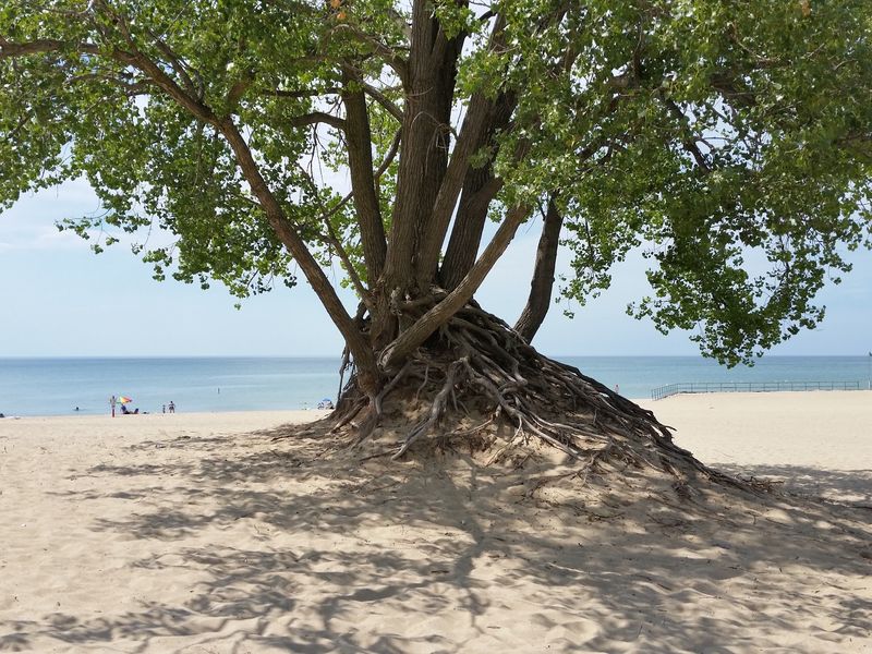 Warren Dunes State Park - Sawyer