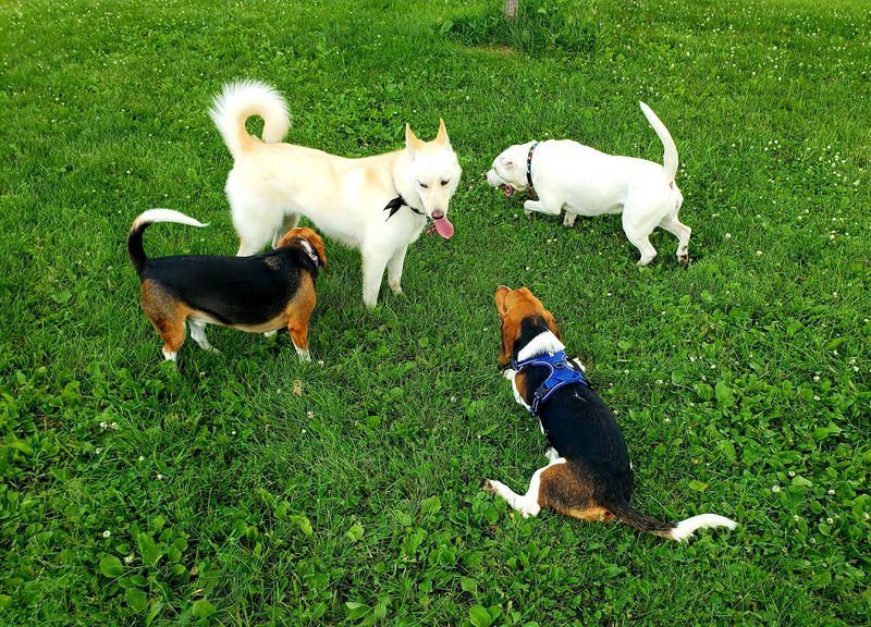 Outagamie County Dog Park in Appleton, Outagamie County,