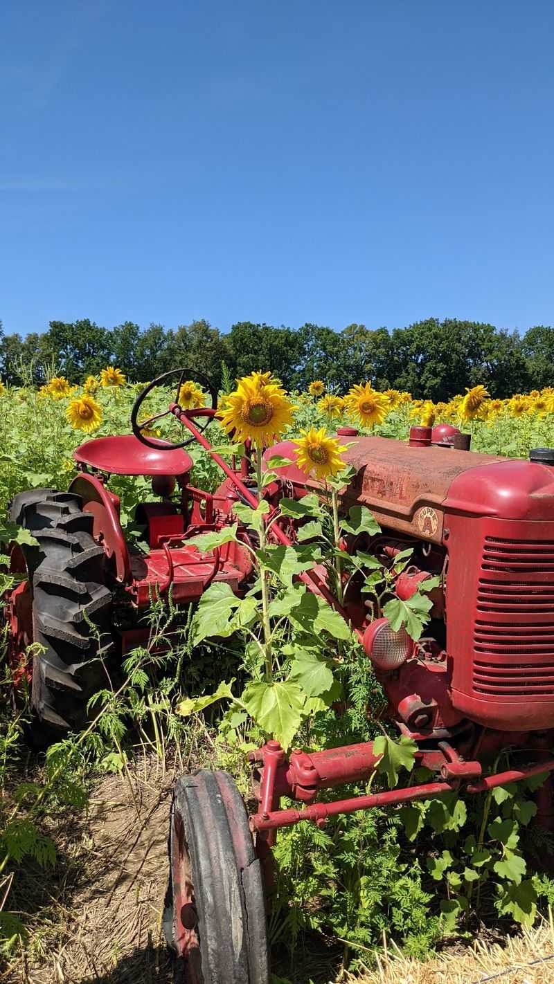 Hubbard’s Corey Lake Orchards - Three Rivers
