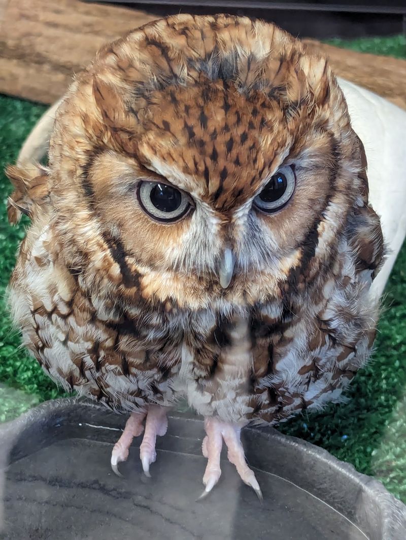 Blue Ridge Wildlife Center in Boyce, Clarke County