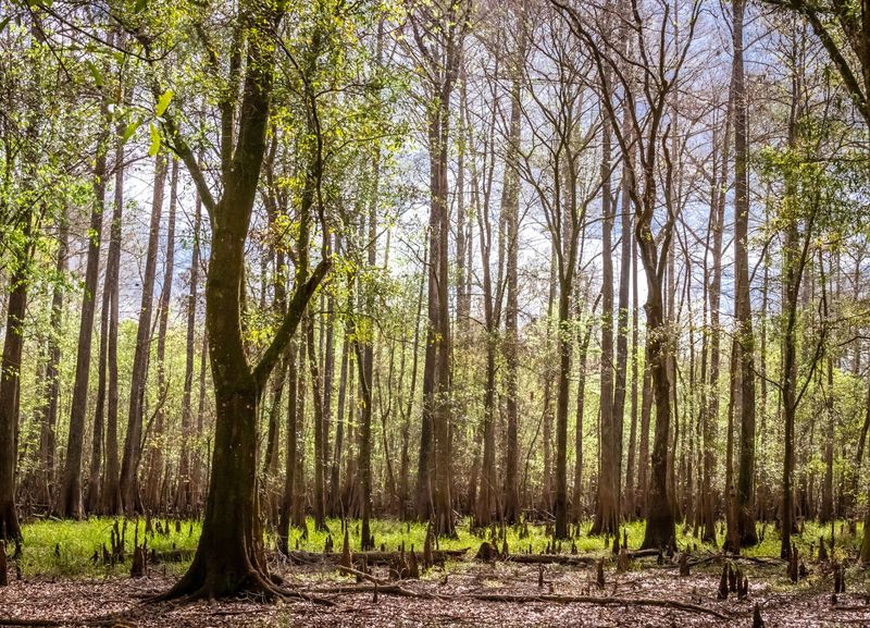 Explore the Withlacoochee State Forest
