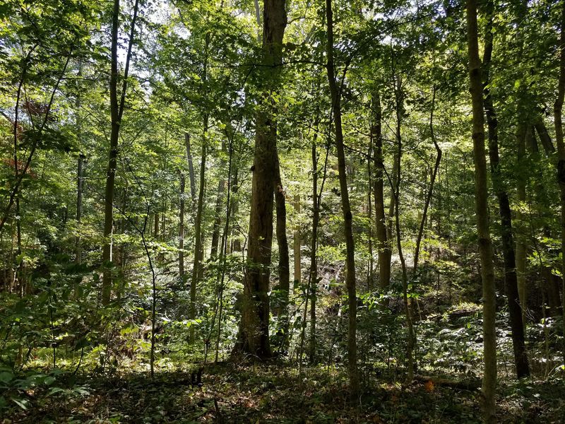 Begin With the Big Woods
